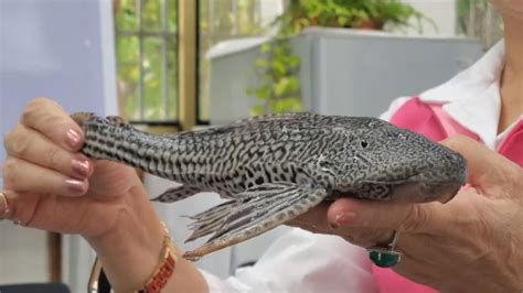 垃圾魚怎麼養|垃圾魚(琵琶鼠魚)的飼養知識